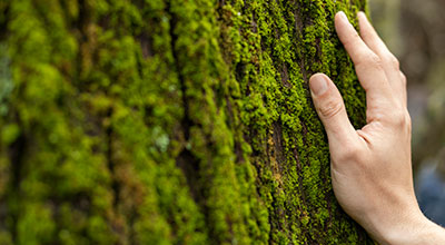 Descarbonización y Net Zero Emissions